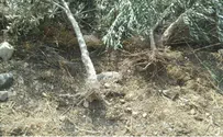 Palestinians, Leftists Uproot Israeli Olive Grove