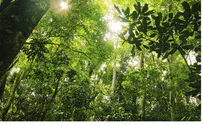 Thinkstock Study Shows Greenhouse Emissions Helping Tropical Forests
