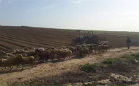 לילה ללא ירח, גנבים מתקרבים אל העדר...