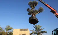 "עץ השלום" באנדרטה בניס