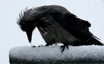 העורב שהצטרף למגב    
