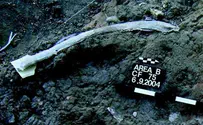 Archaeologists Find Prehistoric 'Swiss Army Knife'