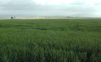 חיטה ירוקה בעמק המעיינות