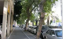 עצי הסיסם מאבן גבירול יוצבו בכיכר מילאנו