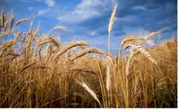 Watch: Historic Omer Barley Offering Held in Jerusalem