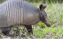 Man Shoots Mother-in-law after Bullet Bounces off an Armadillo