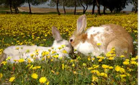 Tender Side: IDF Rescues a Wounded Rabbit