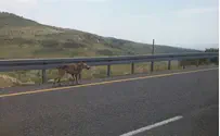 Бешеный волк нападает на людей на Голанах