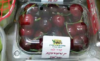 השנה עוברת, השמיטה נשארת