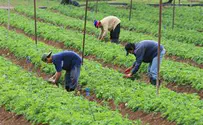 חשש: מחסור בעובדים זרים יזניק מחיר הירקות