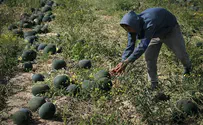 משבר מגה: החקלאים חוששים 