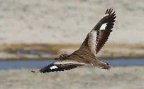 לראשונה בישראל: ציפור מסוג כרוון סנגלי