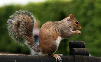 Haim Shohat/Flash 90 Drunk Squirrel Trashes British Club