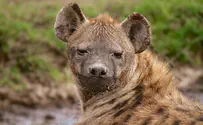 Horrific Video Shows Palestinians Lynching Rare Striped Hyena