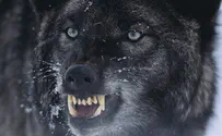 Wolf Bites a 75-Year-Old Farmer in Golan Heights