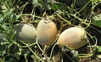 Heat Wave Causes Millions in Damage to Israeli Crops