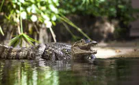American Jewish Woman Loses Arm in Alligator Attack