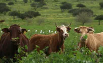 60-Year-Old Farmer Gored by Cow
