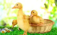 Watch: Palestinian Propaganda Mocks 'Captive IDF Ducks'