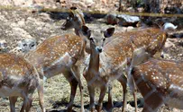 IDF Raids Illegal Weapons, Finds Illegal Deer