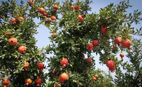 בני ישיבות, פנסיונרים ובנות שירות בחידון אחד