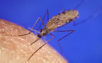 West Nile Fever Makes Comeback in Israel