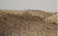 10 שנות מאסר לנערים מצרים שהבריחו סמים