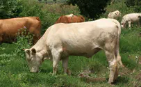 Cow Kicks Man, Moderately Wounds Him
