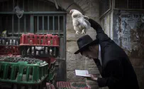 Watch: Animal Rights Group Protests Kaparot Ritual