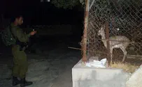 IDF Rescues Captive Israelis - of the Deer Variety