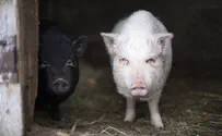 Watch: Israeli Man Places 'Pork' on Terrorist's Body
