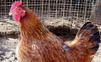 Officials: Meat, chicken shortage on the way - stock up now!