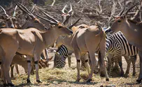 Moshe Shai / Flash 90 Herd of antelopes maul cars at Ramat Gan Safari