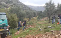 חגיגות ענף הזית בגליל