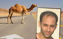 Regavim movement Discrimination? State to drop camel crash case