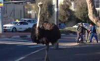 צפו: ציפור ענקית ברחובות שכונת גילה