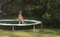 מה קורה כשקנגורו קופץ על טרמפולינה? צפו