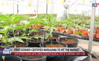 Watch: First Kosher certified medical marijuana