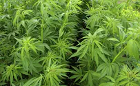 Is marijuana kosher? If it's medicine, it doesn't matter