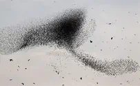 Breathtaking: Starlings form 'dancing clouds' over Israel