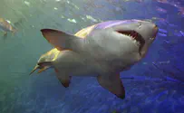 Don't swim in Hadera's shark infested waters