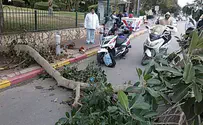 רמת גן: ענף נפל על אשה, מצבה בינוני