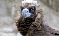 Lebanese capture Israeli 'spy vulture'