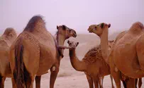 Camel Carnage: 60 year old killed in collision