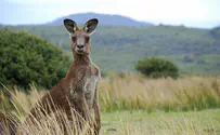Australian ISIS fan planned 'Kangaroo bomb'