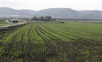 Recent storm costs farmers 14 million NIS in damage