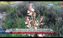 ILTV Watch: Israeli researchers create genetically modified flowers