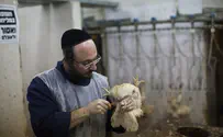 Right-wing German party calls for end to kosher slaughtering