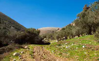 בין צפת לראש פינה     