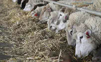 'Biblical sheep' heading to Israel